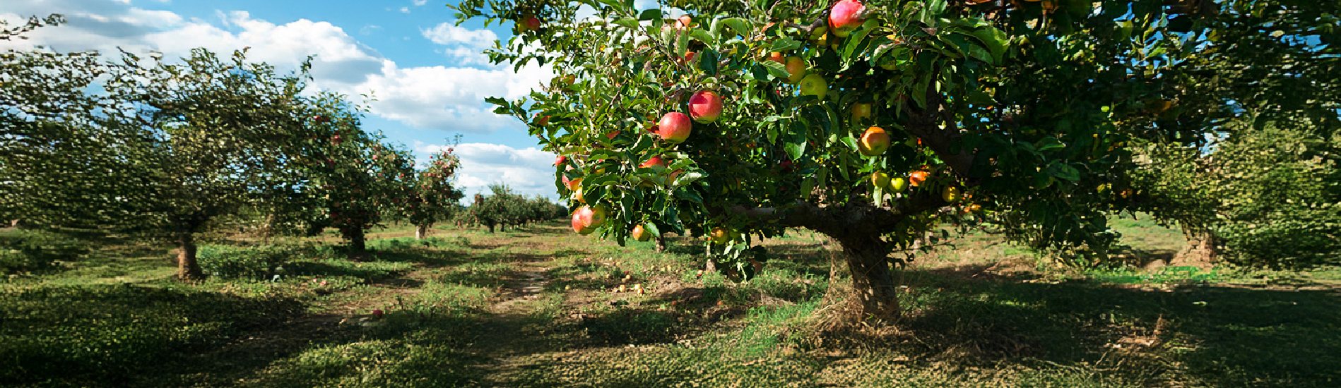 fruit bearing trees